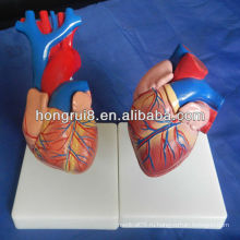 ISO Life size Модель человеческого сердца, образовательная модель сердца, модель сердечной анатомии